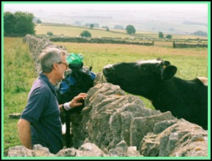 Mick saying hallo to a cow at Sough Top. Larry was staying well away.